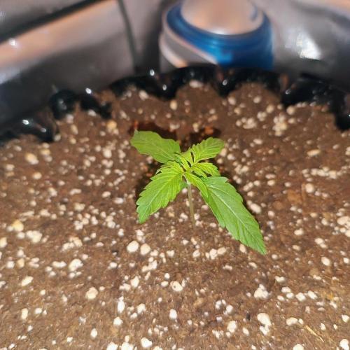 Milky Way F1. Week 1