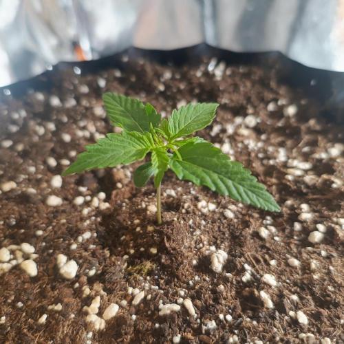 Break-up Cake AUTO 2x - beginner grow. Week 1 - Left pot