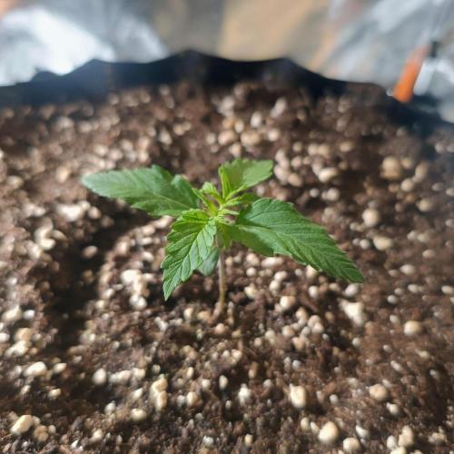 Break-up Cake AUTO 2x - beginner grow. Week 1 - Right pot