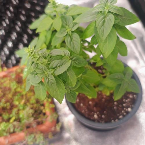 Break-Up Cake Auto. Week 1
