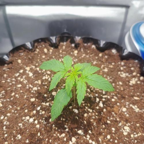 Milky Way F1. Week 1