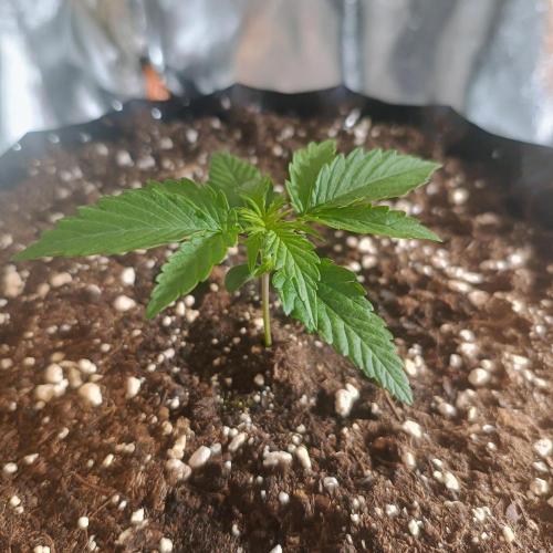 Break-up Cake AUTO 2x - beginner grow. Week 1 - Left pot