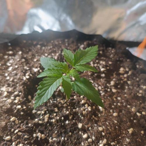 Break-Up Cake Auto. Week 1