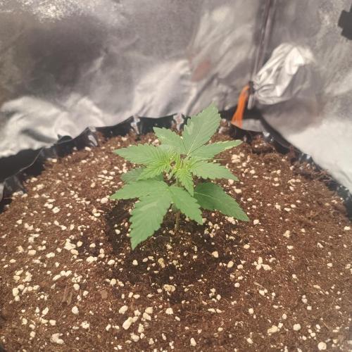 Break-Up Cake Auto. Week 2
