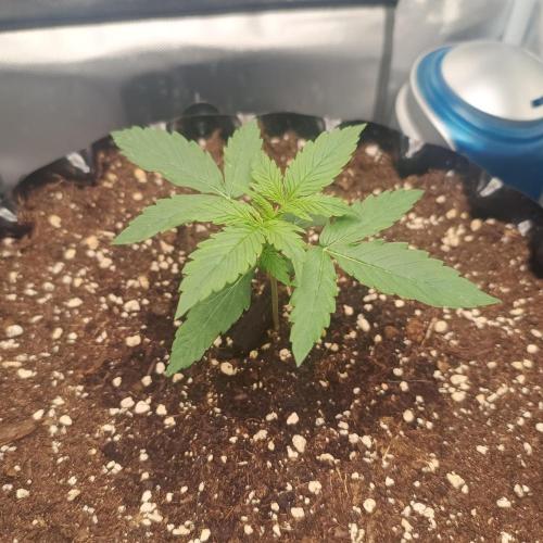 Milky Way F1. Week 2