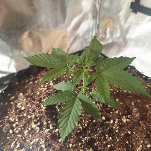 Break-up Cake AUTO 2x - beginner grow. Week 2 - Right pot
