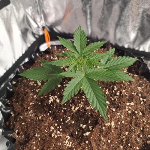 Break-up Cake AUTO 2x - beginner grow. Week 2 - Left pot