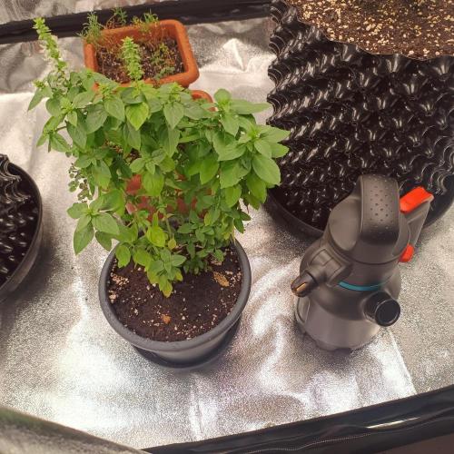 Break-up Cake AUTO 2x - beginner grow. Week 0 - Gardena pressure watering can - top