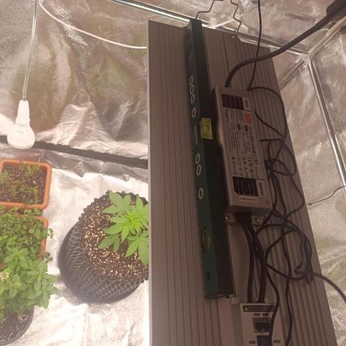 Break-up Cake AUTO 2x - beginner grow. Week 2 - I recommend using this tool to level out your lights.