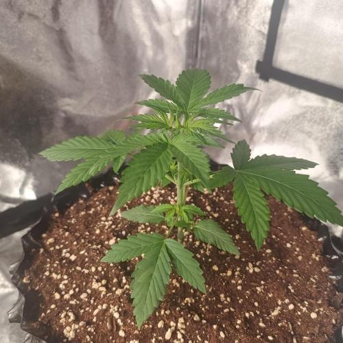 Break-up Cake AUTO 2x - beginner grow. Week 2 - Right pot