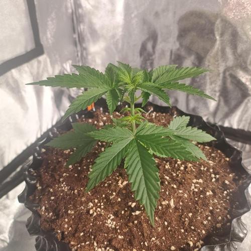 Break-up Cake AUTO 2x - beginner grow. Week 2 - Left pot