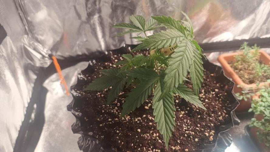 Break-up Cake AUTO 2x - beginner grow