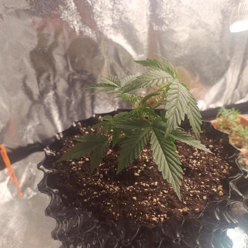 Break-up Cake AUTO 2x - beginner grow. Week 2 - Left pot with bendies
