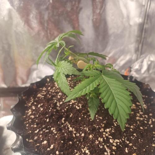 Break-up Cake AUTO 2x - beginner grow. Week 2 - Right pot with bendies