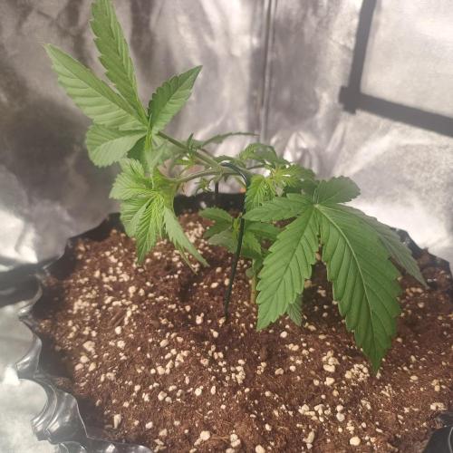 Break-up Cake AUTO 2x - beginner grow. Week 2 - Right pot LST preparation