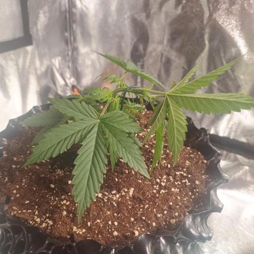 Break-up Cake AUTO 2x - beginner grow. Week 2 - Left pot LST preparation