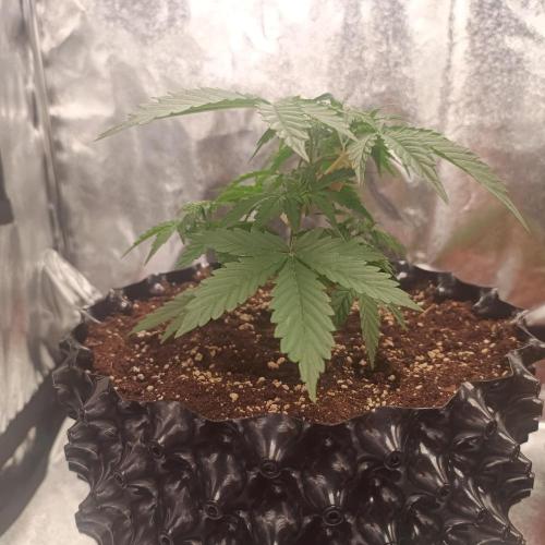 Break-up Cake AUTO 2x - beginner grow. Week 3 - Left pot