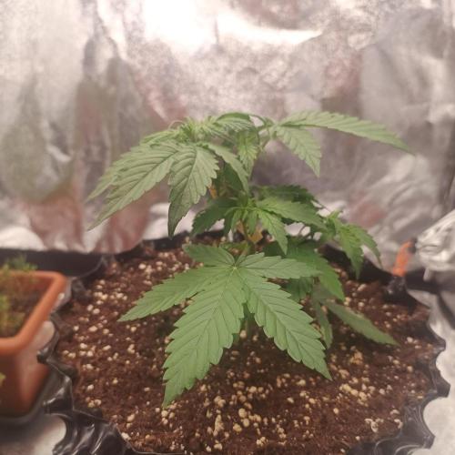 Break-up Cake AUTO 2x - beginner grow. Week 3 - Right pot