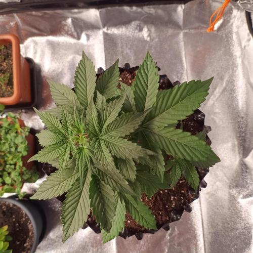 Break-up Cake AUTO 2x - beginner grow. Week 3 - Right pot top view