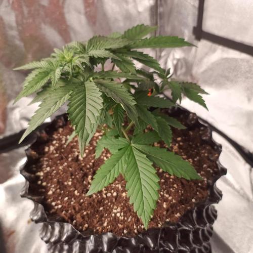 Break-up Cake AUTO 2x - beginner grow. Week 3 - Right pot side view