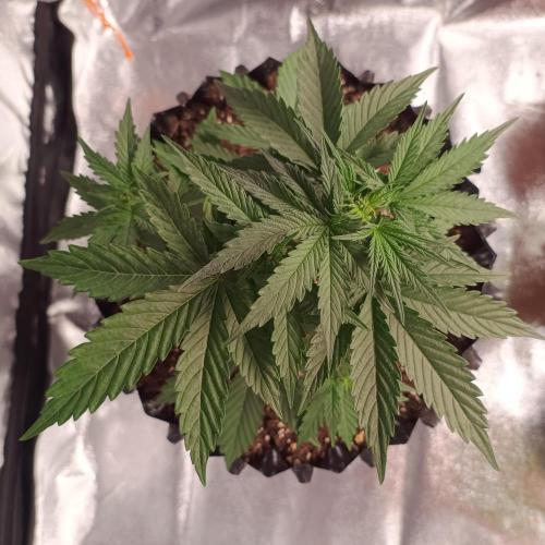 Break-up Cake AUTO 2x - beginner grow. Week 3 - Left pot top view