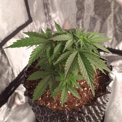 Break-up Cake AUTO 2x - beginner grow. Week 3 - Left pot side view