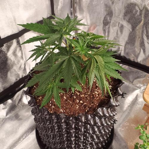 Break-up Cake AUTO 2x - beginner grow. Week 3 - Left pot