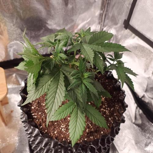 Break-up Cake AUTO 2x - beginner grow. Week 3 - Right pot