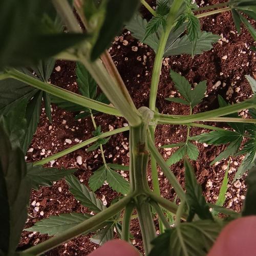 Break-up Cake AUTO 2x - beginner grow. Week 3 - Bendie damage aftermath