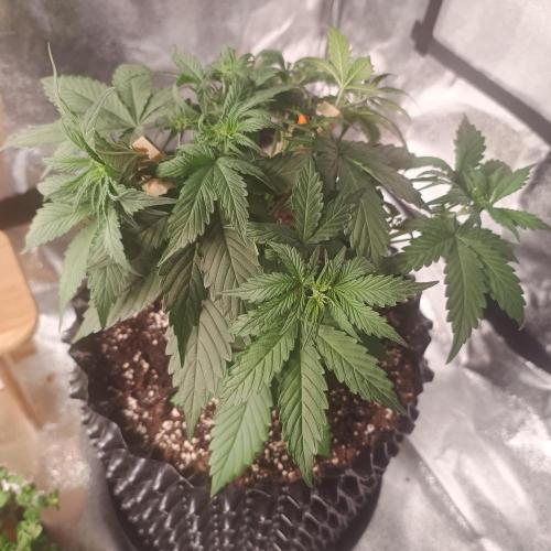 Break-Up Cake Auto. Week 3