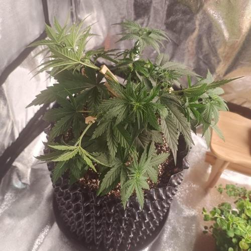 Break-up Cake AUTO 2x - beginner grow. Week 3 - Left pot