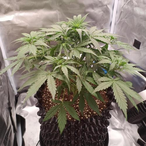 Milky Way F1. Week 4 - 22. 06. after defoliation