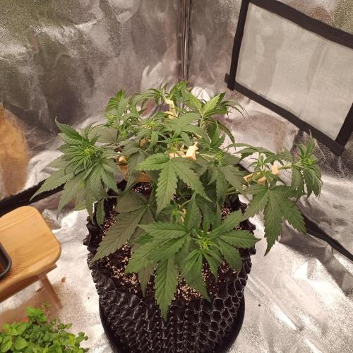 Break-up Cake AUTO 2x - beginner grow. Week 4 - Right pot after defoliation
