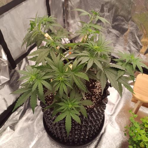 Break-up Cake AUTO 2x - beginner grow. Week 4 - Left pot after defoliation