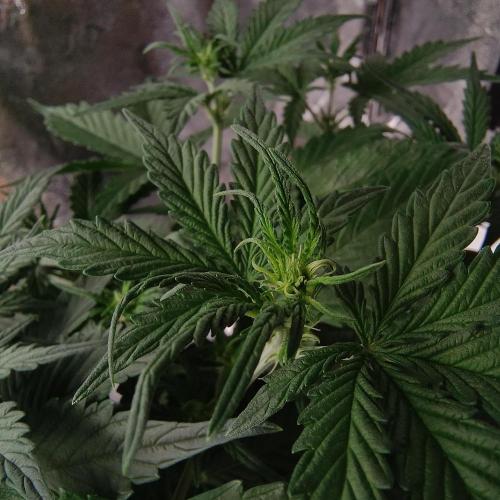 Break-Up Cake Auto. Week 4
