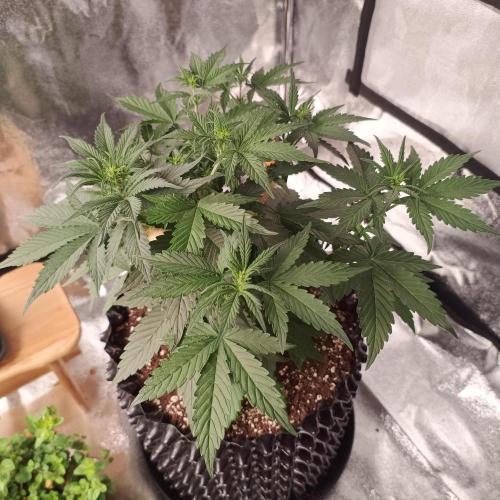 Break-up Cake AUTO 2x - beginner grow. Week 4 - Right pot before defoliation