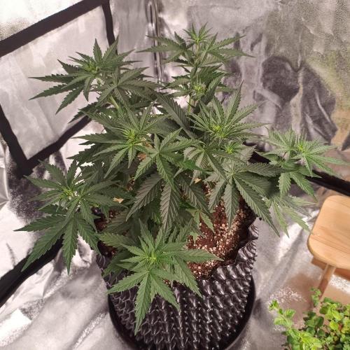 Break-up Cake AUTO 2x - beginner grow. Week 4 - Left pot before defoliation
