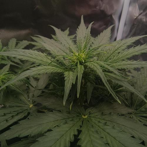 Milky Way F1. Week 4 - Top node close-up