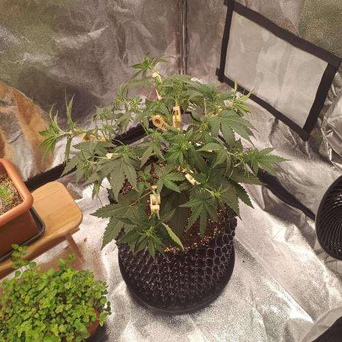 Break-Up Cake Auto. Week 4