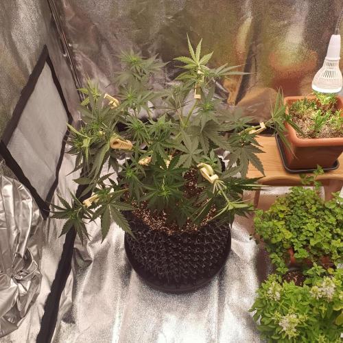Break-up Cake AUTO 2x - beginner grow. Week 4 - Left pot midweek after defoliation
