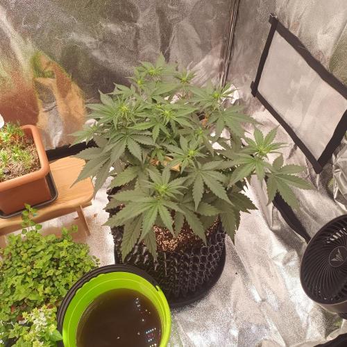 Break-up Cake AUTO 2x - beginner grow. Week 4 - Right pot midweek before defoliation