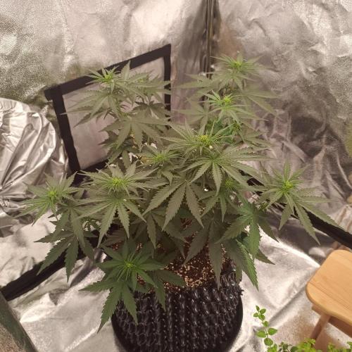 Break-up Cake AUTO 2x - beginner grow. Week 4 - Left pot midweek before defoliation