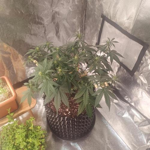 Break-Up Cake Auto. Week 4