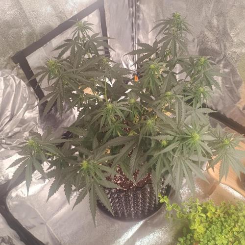 Break-up Cake AUTO 2x - beginner grow. Week 4 - Left pot