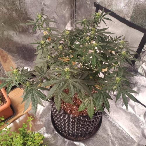 Break-Up Cake Auto. Week 5