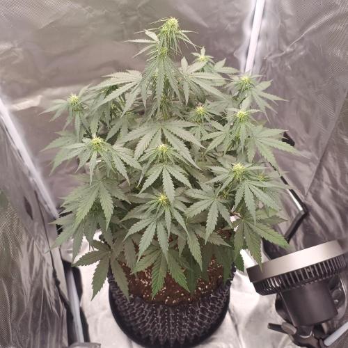 Milky Way F1. Week 5
