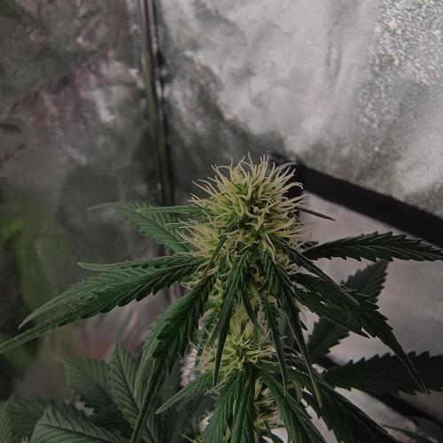 Break-up Cake AUTO 2x - beginner grow. Week 5 - Right pot flower close up