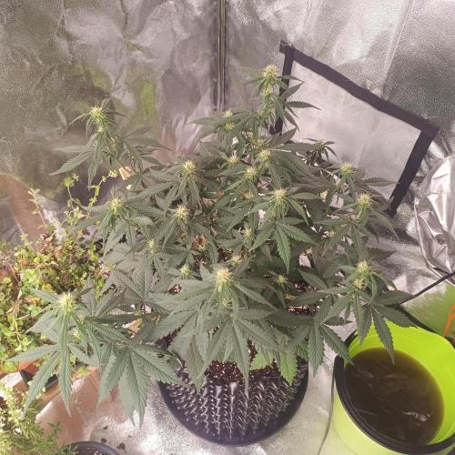 Break-up Cake AUTO 2x - beginner grow. Week 5 - Right pot