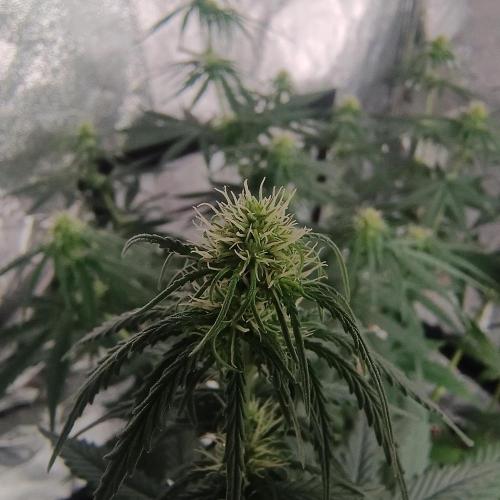 Break-up Cake AUTO 2x - beginner grow. Week 5 - Left pot flower close up