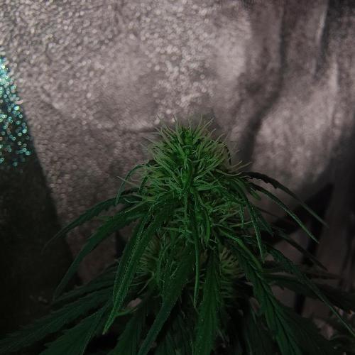 Break-up Cake AUTO 2x - beginner grow. Week 5 - Left pot flower close up
